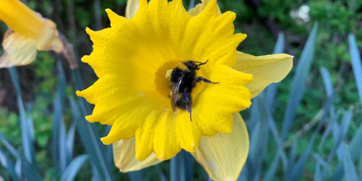 1Biodiversity Save a bee Belinda Collington aspect ratio 1200 600