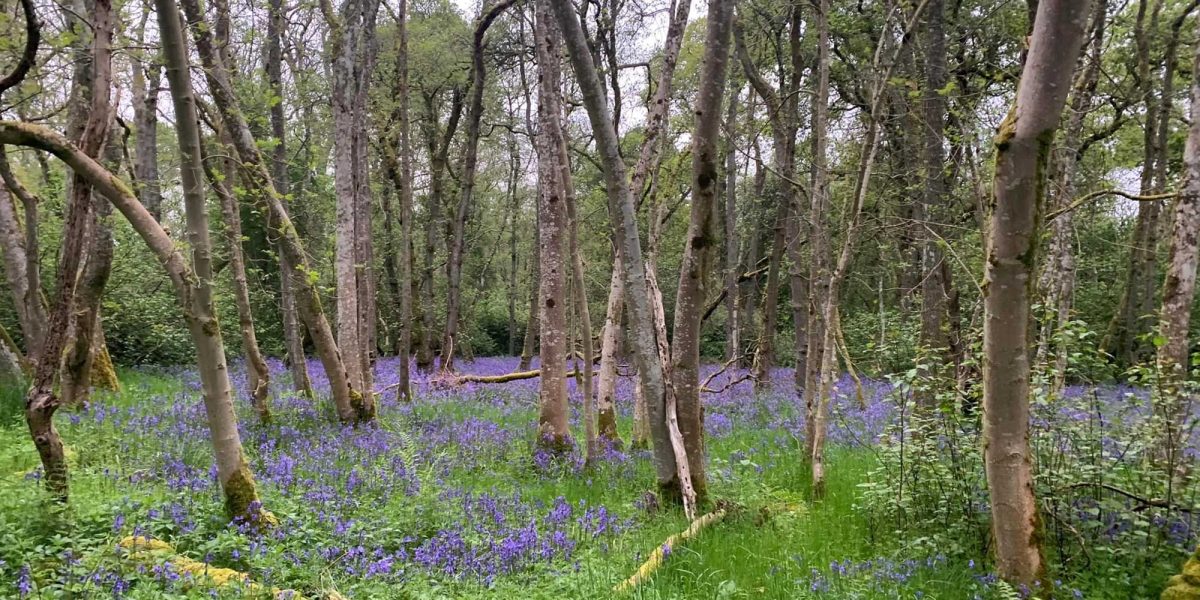 1Socio Economic A sea of blubells and greenery Belinda Collington aspect ratio 1200 600