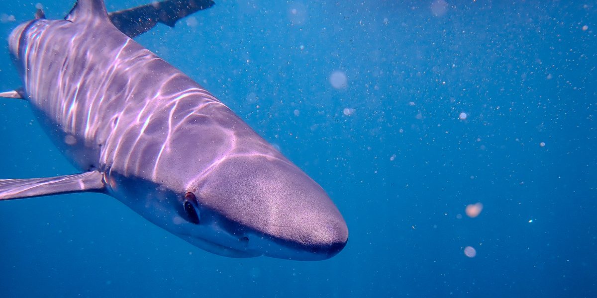 Jay Boyle Blue Shark July 2024 aspect ratio 1200 600