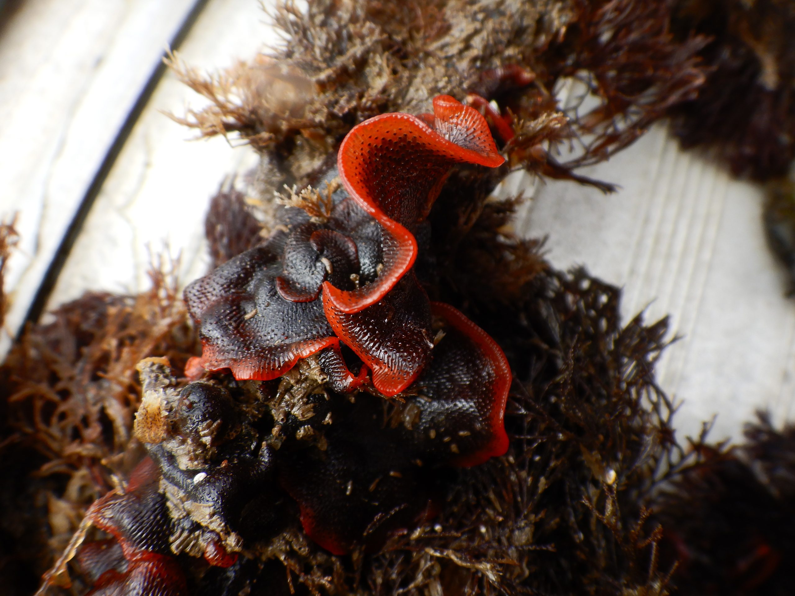 Close‑up view of marine invasive non‑native species growing on fouling material, showing dark, textured organisms with bright red edges attached to submerged surfaces.