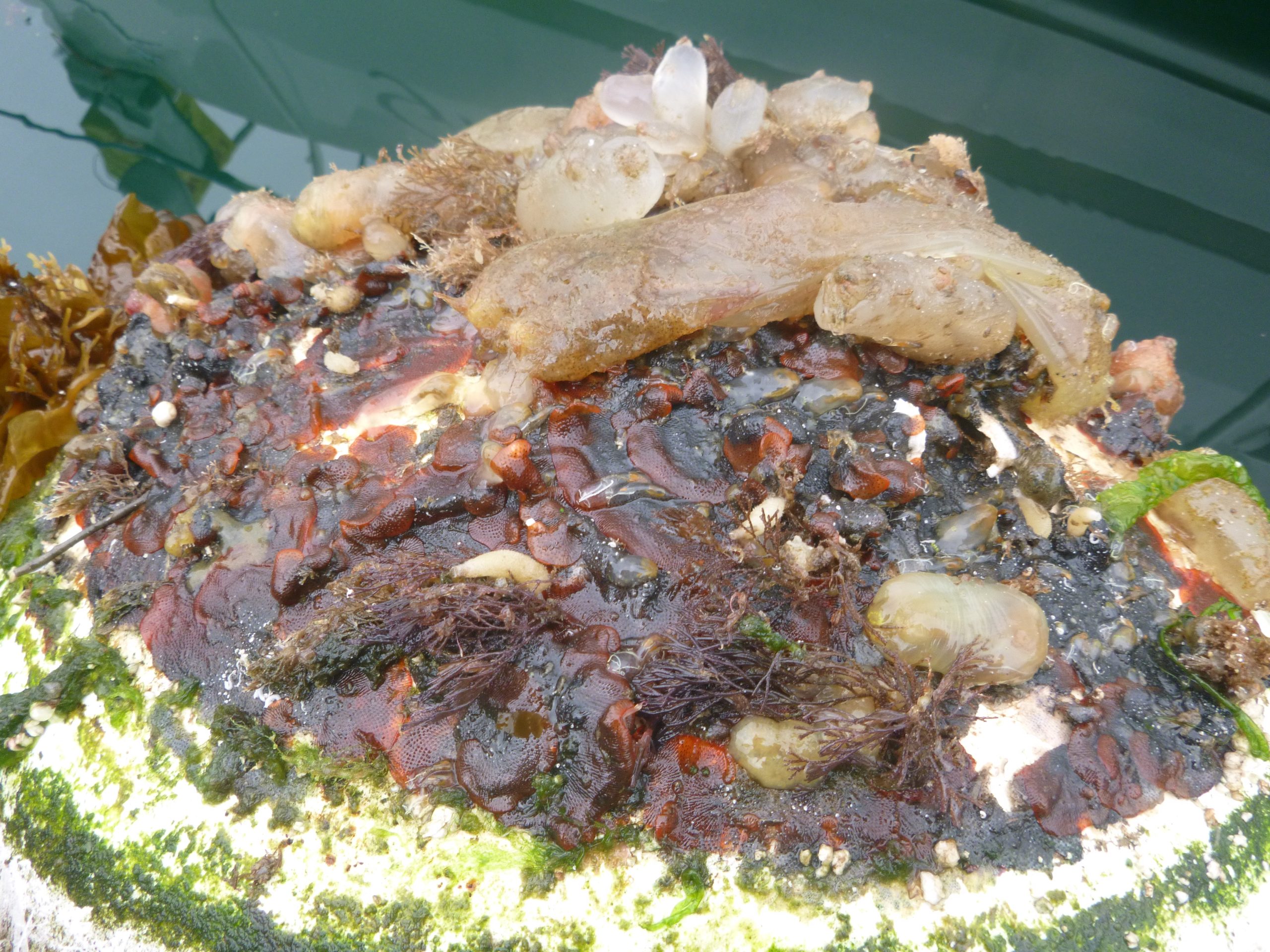 Close‑up of marine invasive non‑native species colonising submerged marina infrastructure, including encrusting organisms inspected during Rapid Assessment Surveys in Irish marinas. © National Parks and Wildlife Service (NPWS)