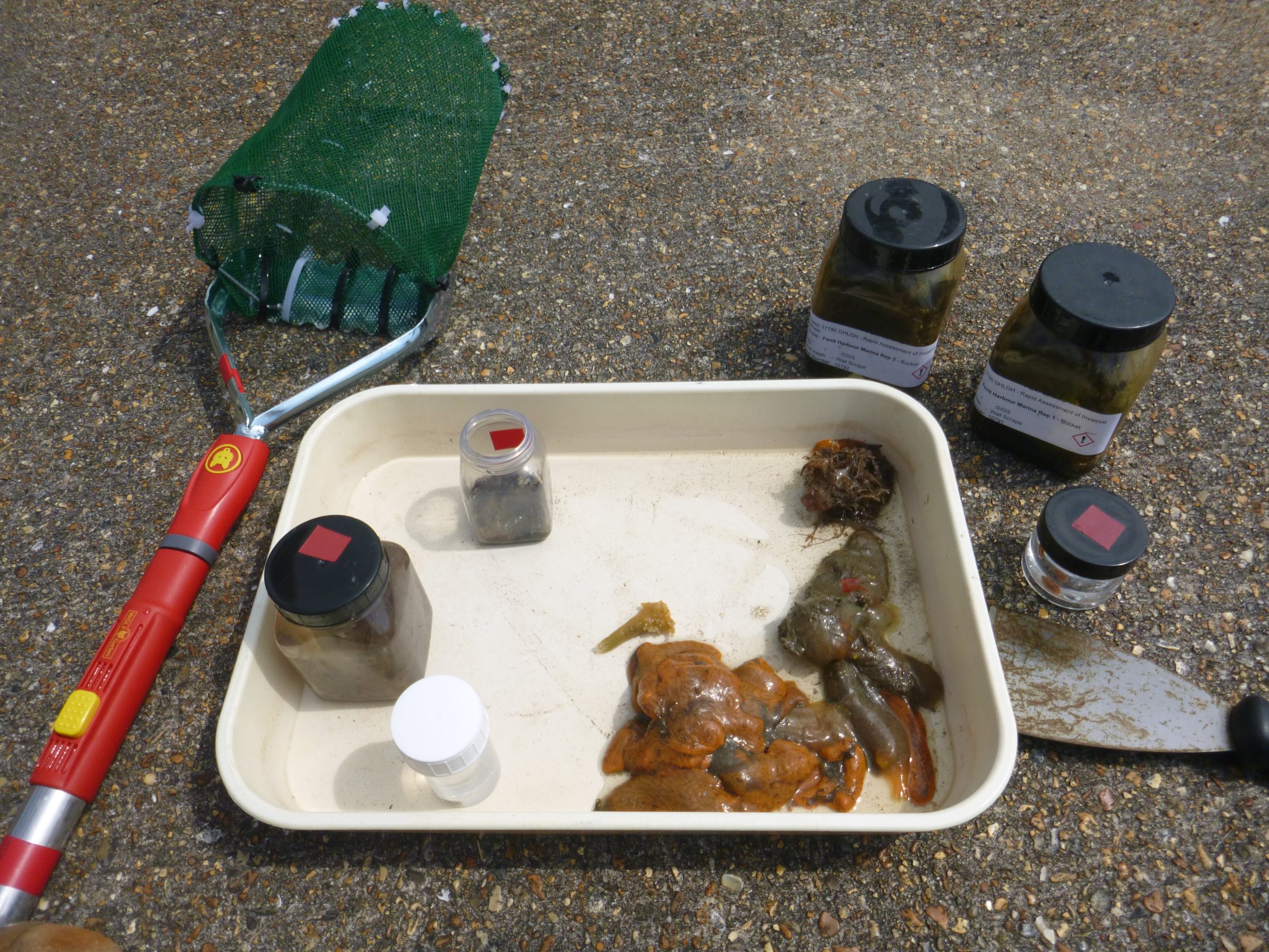 - Marine invasive species samples collected from marina structures laid out in a tray with labelled sample jars and survey equipment, illustrating on site identification and laboratory sampling during Rapid Assessment Surveys. © National Parks and Wildlife Service (NPWS)