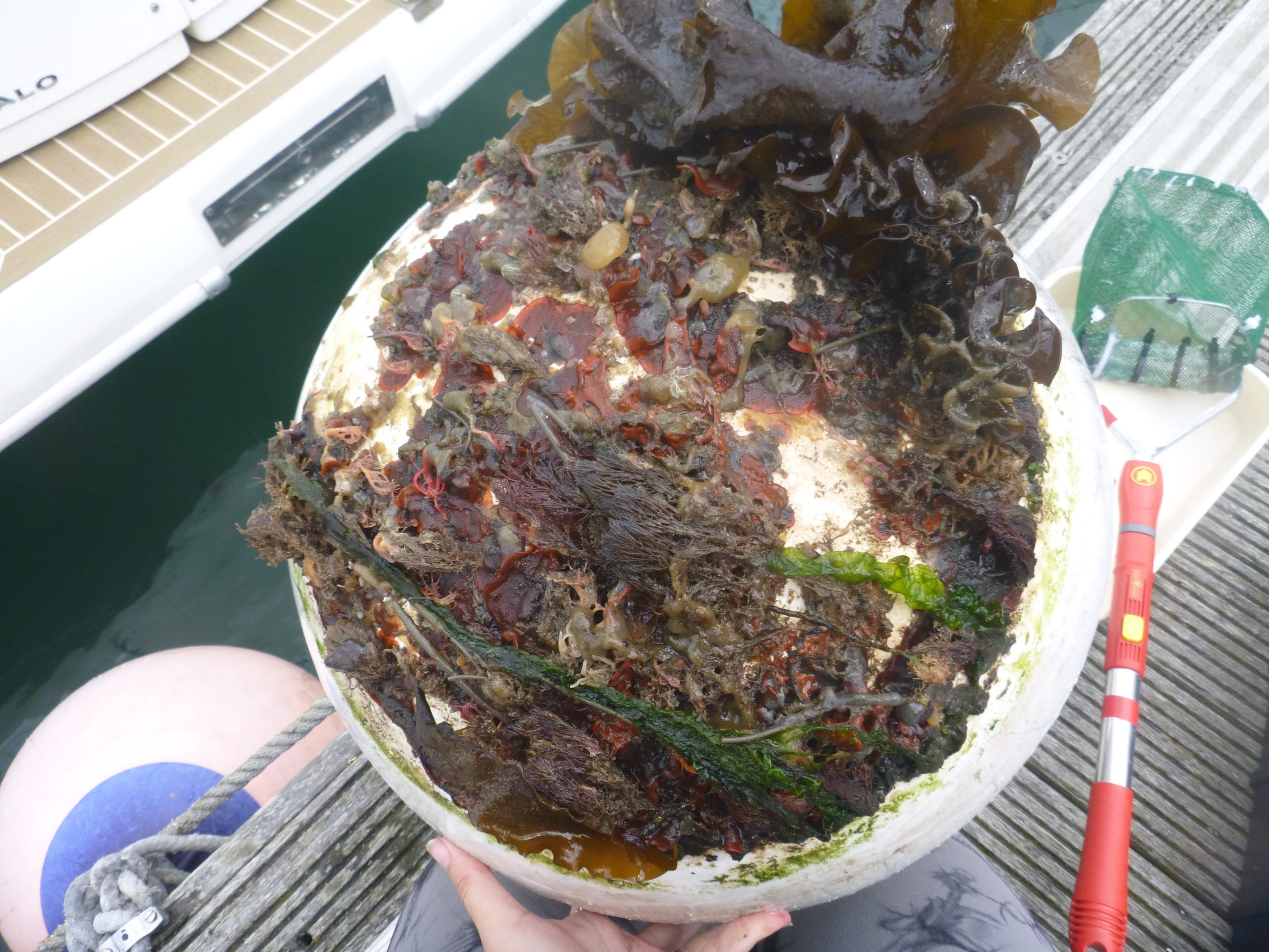 Marine fouling community attached to a marina fender, showing invasive and native species colonising submerged equipment inspected during marine invasive non native species surveys. © National Parks and Wildlife Service (NPWS)
