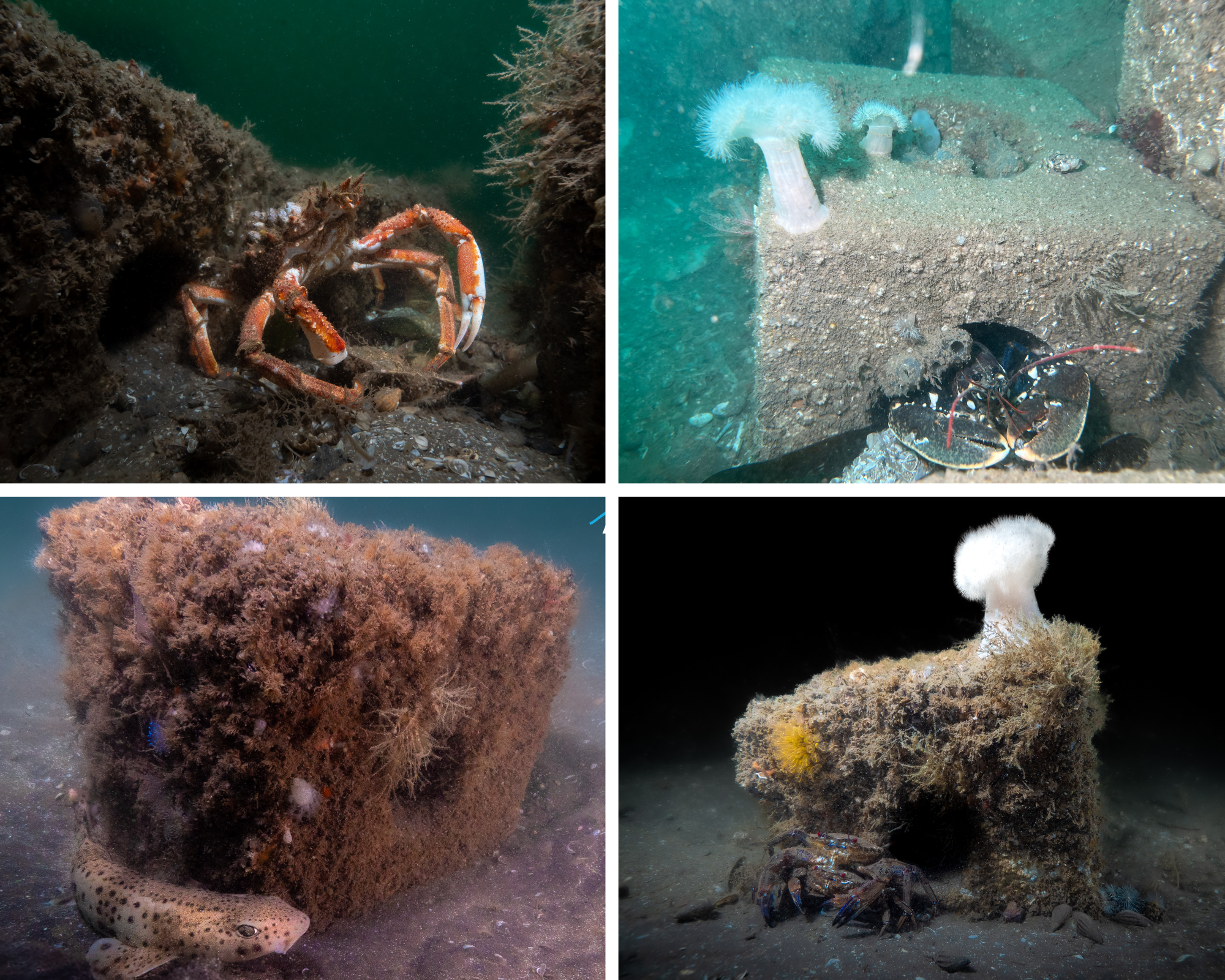 Reef cubes and marine life