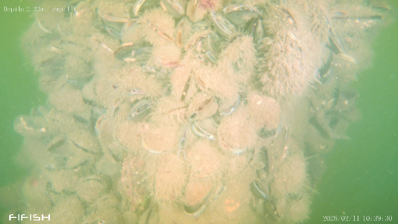 Close-up underwater view of a dense cluster of marine life attached to a submerged surface, including small shellfish (likely mussels) and pale, soft-bodied organisms with feathery or tentacle-like structures, surrounded by greenish, slightly murky water with low visibility.