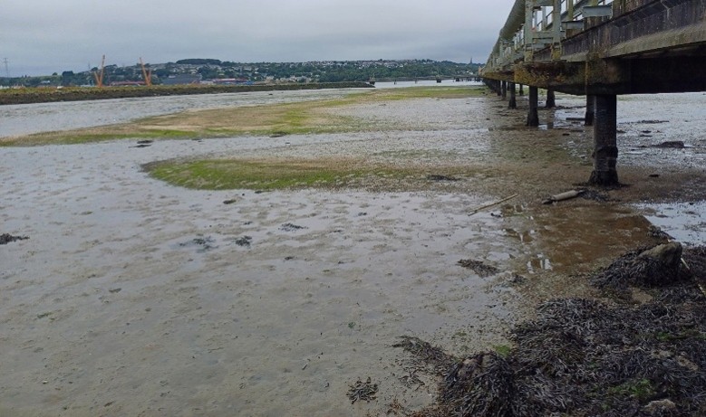 Wide view of a muddy riverbed at low tide with patches of green algae, a raised wooden pier on stilts to the right, and a distant shoreline with houses and a bridge under a grey, overcast sky.