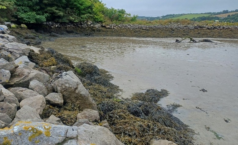 Rocky shoreline at low tide with seaweed-covered stones in the foreground, shallow muddy water in the centre, and a low stone wall backed by green trees and rolling hills under an overcast sky.