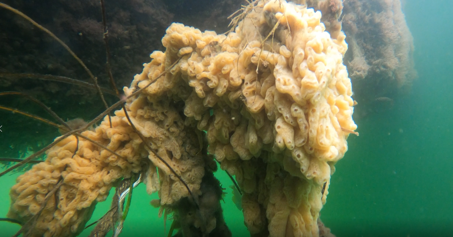 Didemnum vexillum the carpet sea squirt