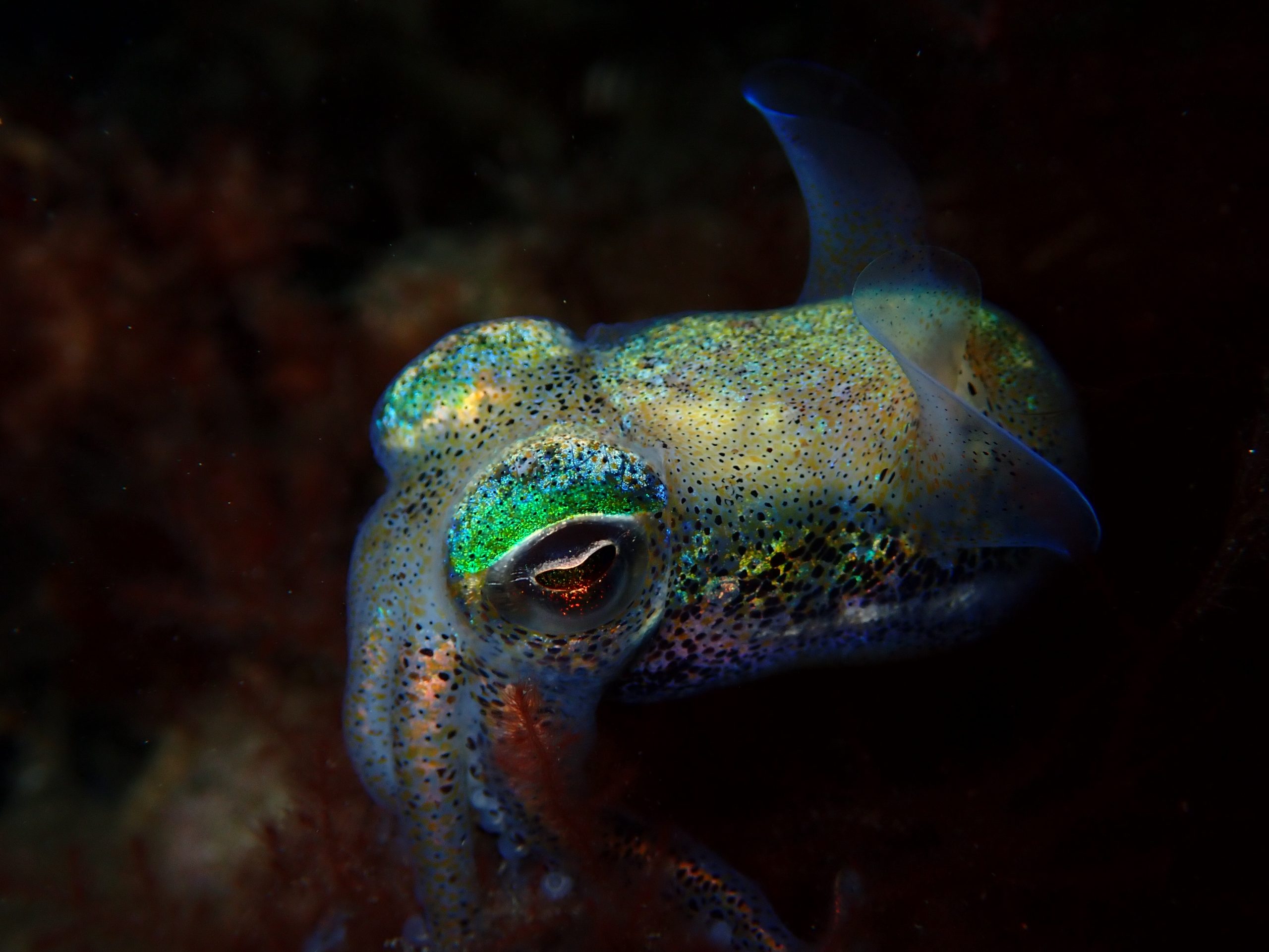 Close-up underwater photograph of a Euprymna tasmanica squid, highlighting marine biodiversity featured in the APEM Group ESG Impact Report 2025.