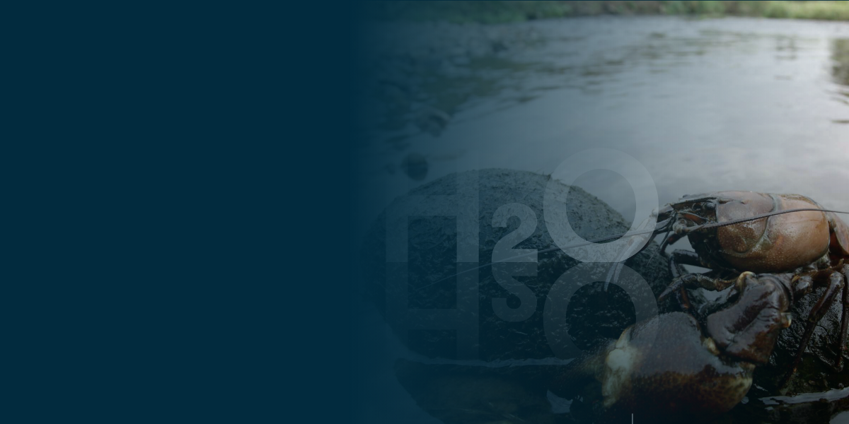 website banner Asset 1 aspect ratio 1200 600